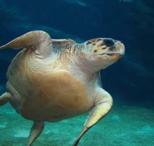 Cuban scientists organize festival for protection of sea turtles 