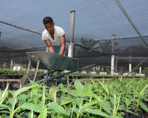 To the sale young plants of high genetic potential of the Camagüey´s Bio-factory 